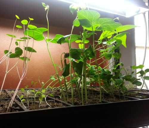 Seedlings 4-16